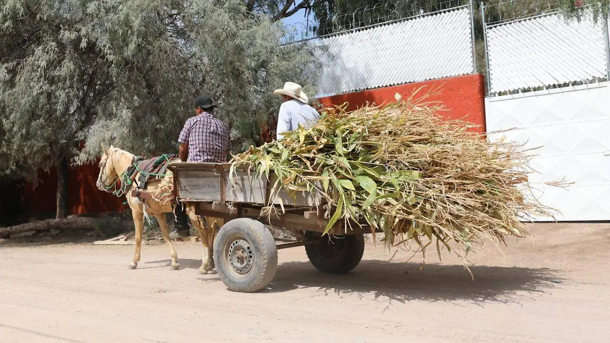 Animales de carga